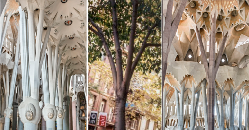 Vue comparative d’un arbre et des colonnes de la nef centrale à la Sagrada Familia.